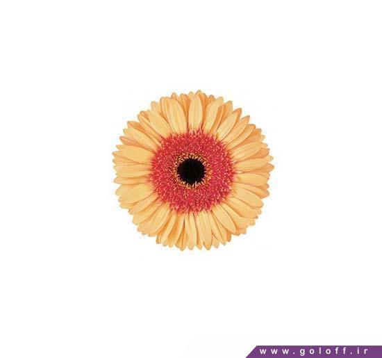 گل سرای انلاین گل ژربرا کوبا لیبر - Gerbera | گل آف